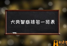 智商高的狗狗都有哪些表现？(犬类智商排名一览表)