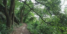 张飞古道在哪里(重庆北碚张飞古道介绍及图片)