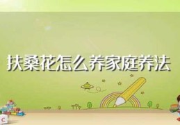 扶桑花怎么养家庭养法(如何养殖扶桑花)