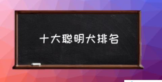 十大聪明犬排名(世界上智商最高的狗？)