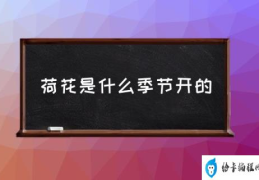 荷花是什么季节开的(荷花在什么时候开？)