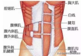 腹部有肉怎么锻炼可以减掉？(怎样减腹部的赘肉最快)