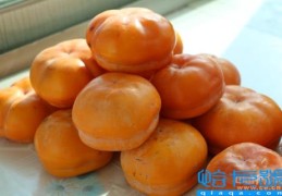 吃柿子不能吃什么食物（吃柿子的12个禁忌）