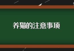 养猫的注意事项(养猫的注意事项是什么)