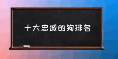 十大忠诚的狗排名(对主人忠诚的狗狗有哪些？)