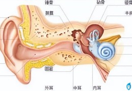 骨传导耳机对大脑危害有哪些（公认音质好的骨传导耳机）