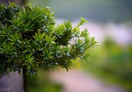 庭院种罗汉松好看又吉祥(罗汉松的寓意象征和风水)