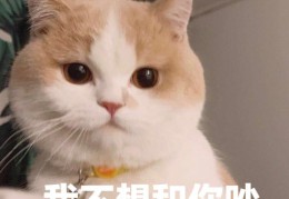 猫咪恨主人的十种表现(猫咪爱主人的十种表现)