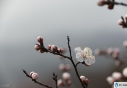 大林寺桃花白居易(大林寺桃花白居易古诗翻译)