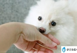 狗打过狂犬疫苗后咬人会得狂犬吗(狗子打过狂犬疫苗咬伤人到底用不用打狂犬)