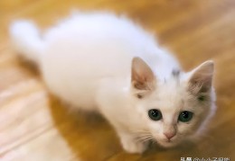 猫为什么喜欢吃鱼和老鼠(猫为什么喜欢吃鱼)