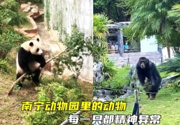 南宁动物园回应动物“不正经”(南宁动物园攻略一日游)