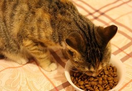 猫可以吃什么食物(猫咪可以吃的8种食物)