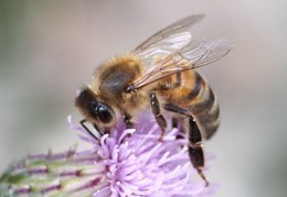 家里有蜜蜂怎么驱赶(蜜蜂怎么驱赶)