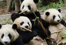 被连续夺笋的大熊猫花花学会了拒绝(小乖伸手萌化网友的心)