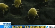 螨虫最怕这3种东西是什么(螨虫最怕3个克星)