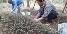 金线莲种植技术与栽培管理(金线莲林下仿野生栽培科学种植)