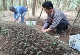 金线莲种植技术与栽培管理(金线莲林下仿野生栽培科学种植)