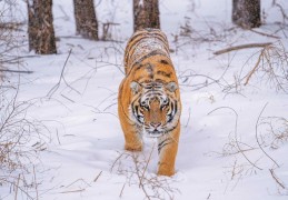 猫科动物介绍(猫科动物有哪些特点)