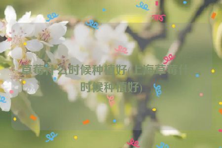 草莓什么时候种植好(上海草莓什么时候种植好)