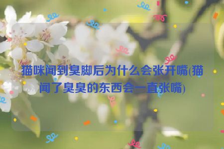 猫咪闻到臭脚后为什么会张开嘴(猫闻了臭臭的东西会一直张嘴)