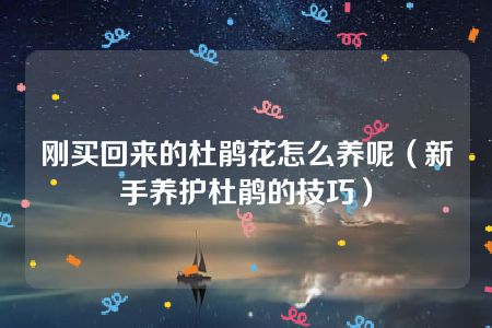 刚买回来的杜鹃花怎么养呢（新手养护杜鹃的技巧）