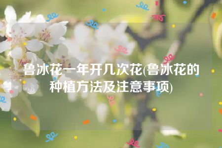 鲁冰花一年开几次花(鲁冰花的种植方法及注意事项)