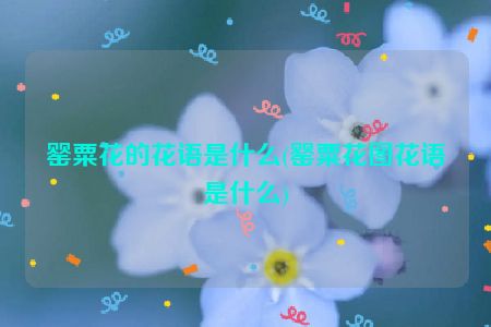 罂粟花的花语是什么(罂粟花图花语是什么)