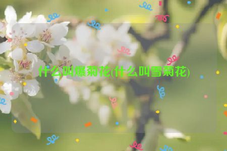 什么叫爆菊花(什么叫雪菊花)