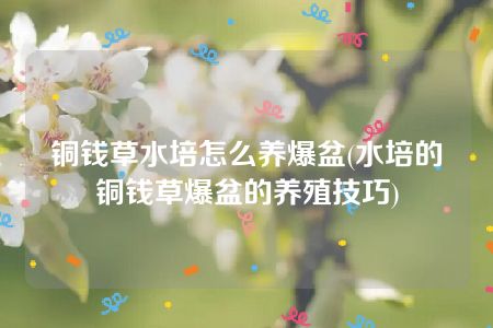 铜钱草水培怎么养爆盆(水培的铜钱草爆盆的养殖技巧)