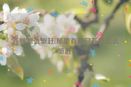 苍蝇怎么驱赶(屋里有两只苍蝇怎么驱赶)