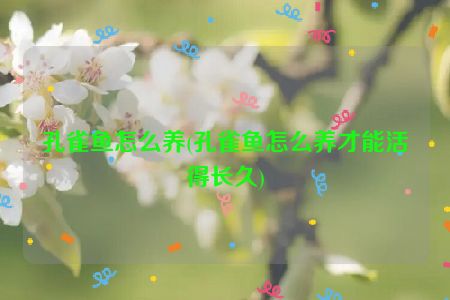 孔雀鱼怎么养(孔雀鱼怎么养才能活得长久)